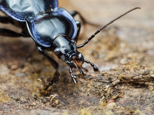 Carabus finitimus photo 2