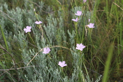 Dianthus polymorphus