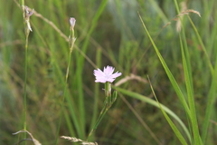 Dianthus polymorphus