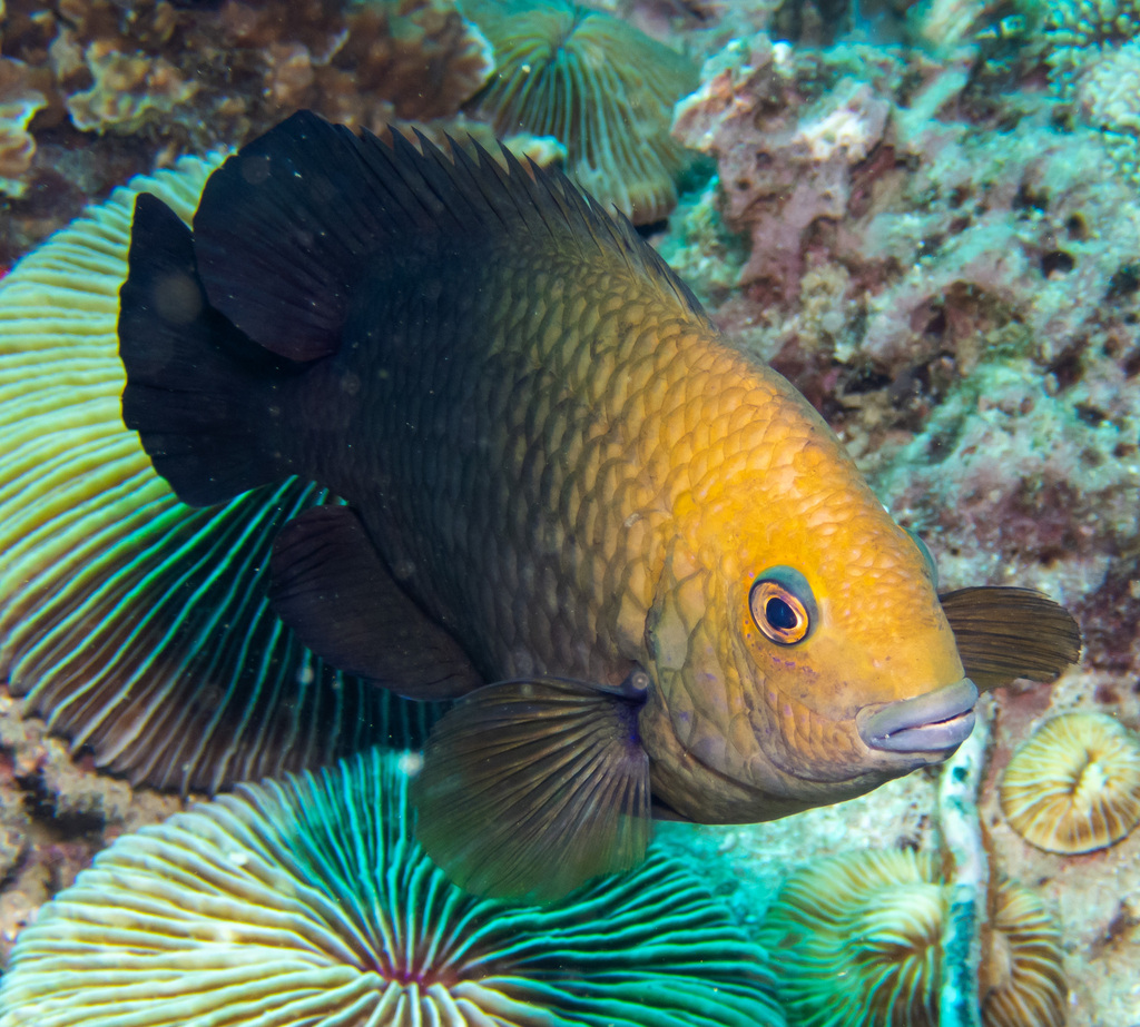 Hemiglyphidodon