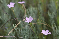 Dianthus polymorphus