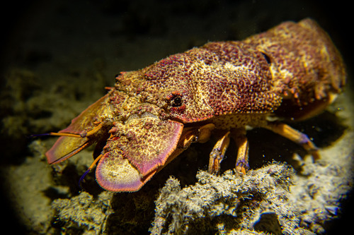 Photo of Scaly Slipper Lobster (Scyllarides squammosus)