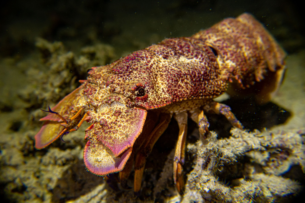Photo of Scaly Slipper Lobster (Scyllarides squammosus)