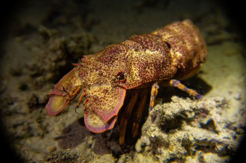 Photo of Scaly Slipper Lobster (Scyllarides squammosus)