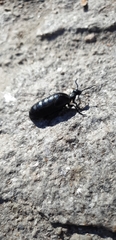 Meloe proscarabaeus