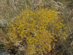 Ferula caspica
