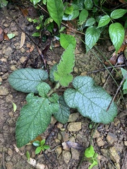 Rubus pectinellus