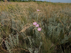 Dianthus polymorphus