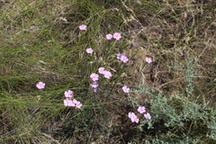 Dianthus polymorphus