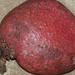 Gynandrocarpa placenta - Photo 由 Sally Adam 所上傳的 (c) Sally Adam，保留部份權利CC BY-NC