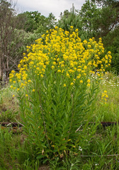 Sisymbrium strictissimum