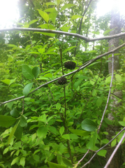 Alnus maritima