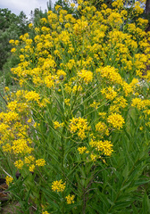 Sisymbrium strictissimum