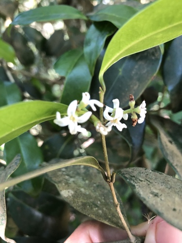 Transvaal Pock-Ironwood (Subspecies Chionanthus foveolatus major ...