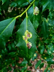 Phytomyza ilicis