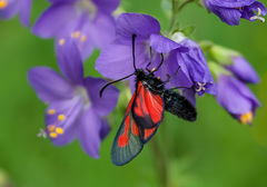 Zygaena osterodensis