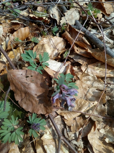 Čvrsta šupaljka (Corydalis solida)