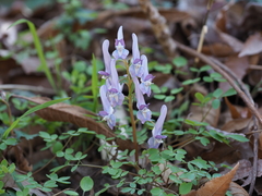 Corydalis lineariloba