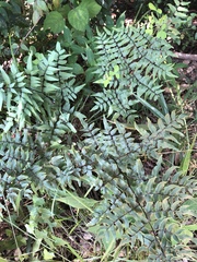 Cheilanthes viridis viridis