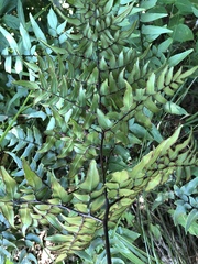 Cheilanthes viridis viridis