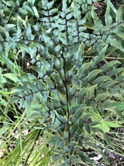 Cheilanthes viridis viridis
