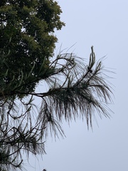 Pinus armandi