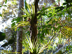 Dipodium scandens