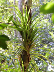 Dipodium scandens