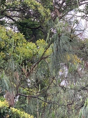 Pinus armandi