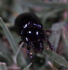 Hybosorus illigeri