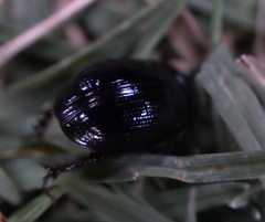 Hybosorus illigeri