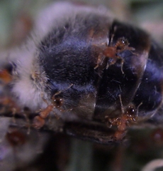 Pheidole parva