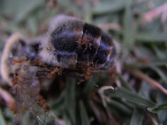 Pheidole parva