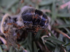 Pheidole parva