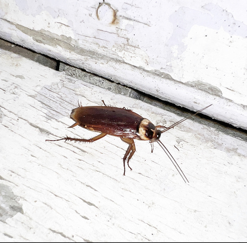 American Cockroach