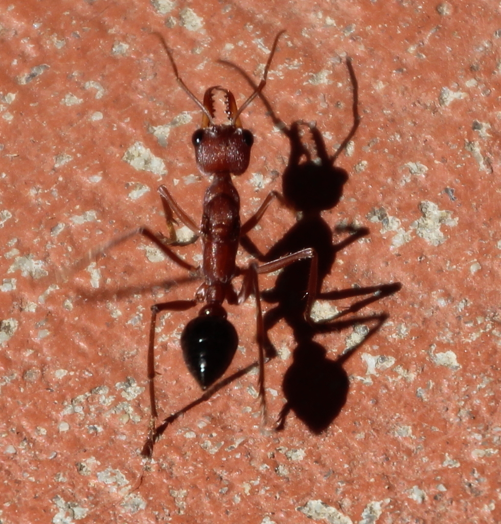 Myrmecia gratiosa from stratton wa australia on March 31, 2016 by ...