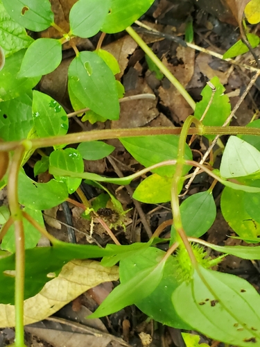 Heterotis prostrata