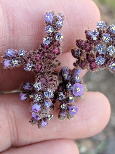 Skyblue phacelia (Phacelia coerulea)