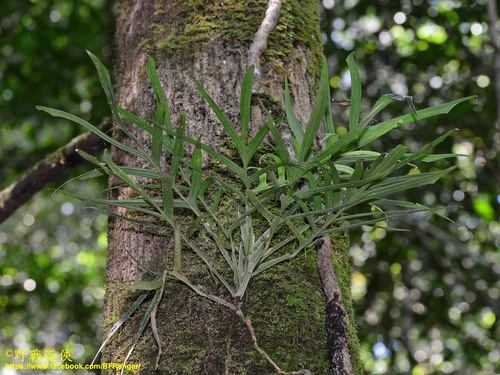 Rhaphidophora tenuis