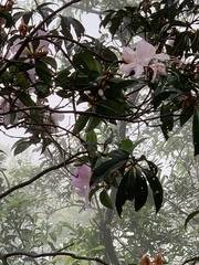 Rhododendron moulmainense