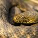 棋斑水游蛇 - Photo 由 Manuel Raab 所上傳的 (c) Manuel Raab，保留部份權利CC BY-NC
