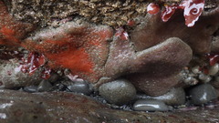 Eudistoma psammion