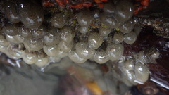 Eudistoma ritteri