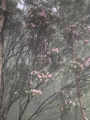 Rhododendron moulmainense