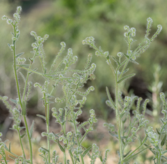 Cryptantha microstachys