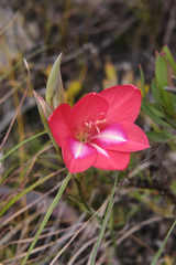 Gladiolus carmineus