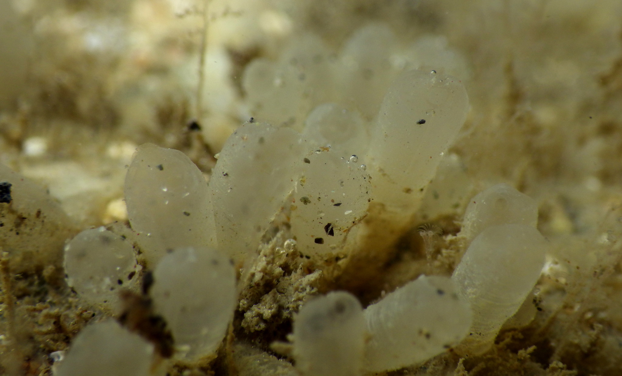 Euherdmania claviformis (Ritter, 1903)