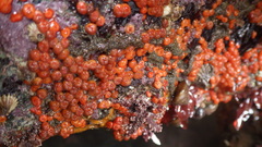 Metandrocarpa taylori