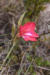 Gladiolus carmineus