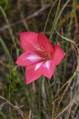 Gladiolus carmineus